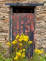 Wall Flower