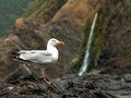 Gull Falls