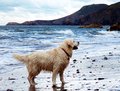 beach dog.jpg