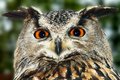 Eagle Owl Portrait