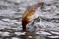 Duck Dive