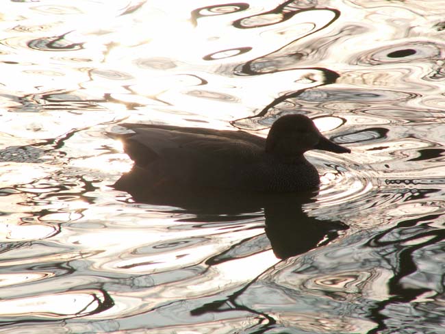 Duck silhouette