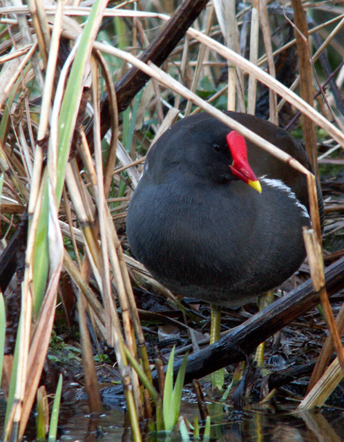 In the Reeds