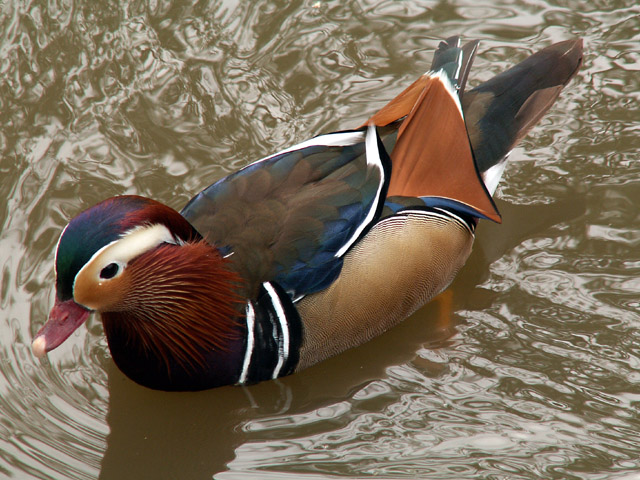 Mandarin Duck
