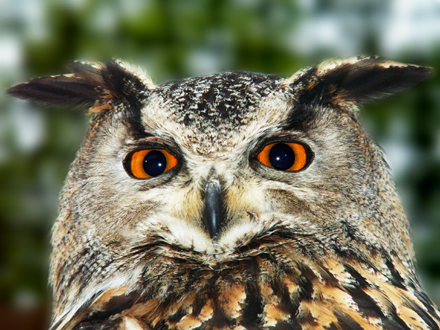 Bubo Bubo