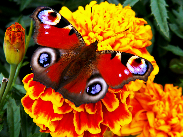 Peacock Butterfly