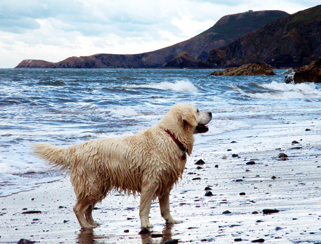 beach dog.jpg