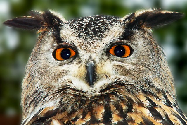 Eagle Owl Portrait