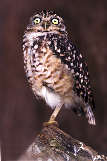 Burrowing Owl