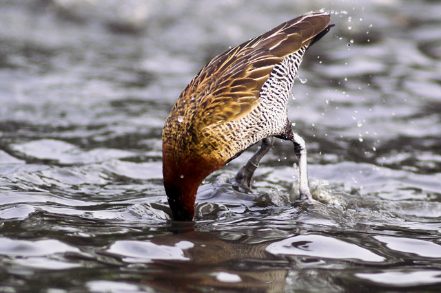 Duck Dive
