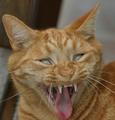 Say ahh!!