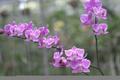 Orchid (84)
