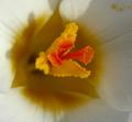 Crocus