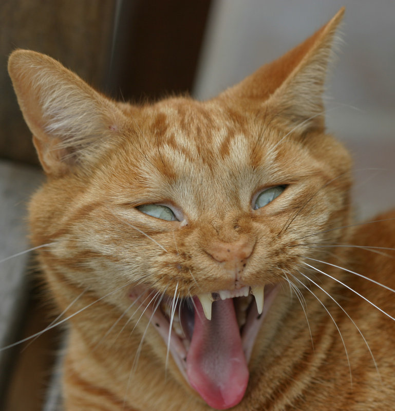 Say ahh!!