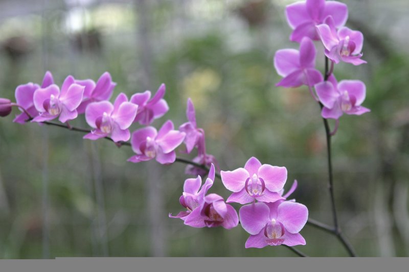 Orchid (84)