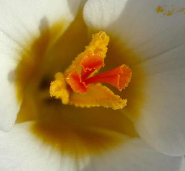 Crocus