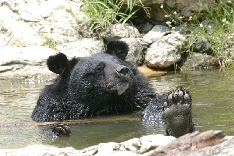 How many toes can you see?