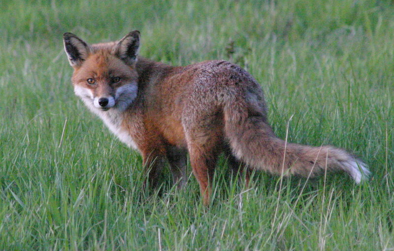 IMG_8127c.jpg