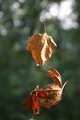 Almost Fall