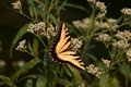 Butterfly Season