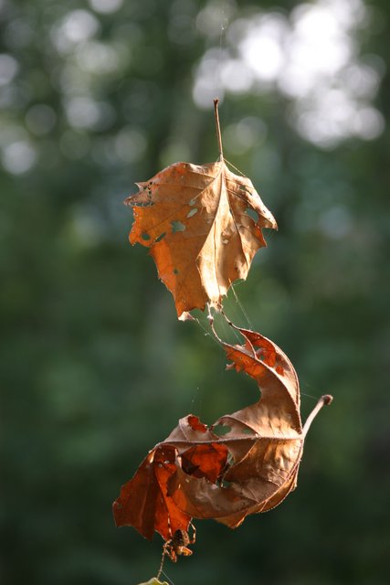 Almost Fall