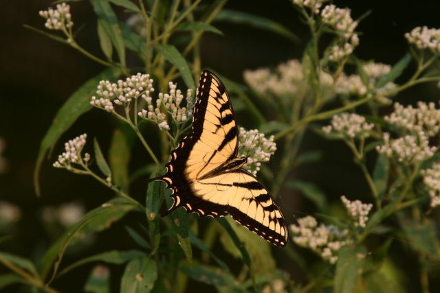 Butterfly Season