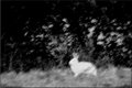 Hop Bunny Hop