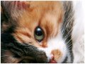 Cat Eye