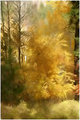 Gold Trees