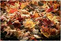Fall  Day 29