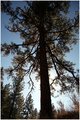 Old Pine Tree