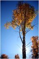 Aspens