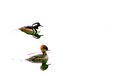 Wild Ducks on Ice Water