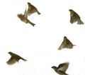 In Flight. Day 18 