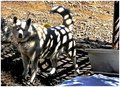 White Dog 