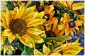 Sunflowers_2