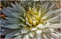 Dalia