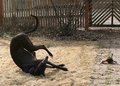 Rolling Around
