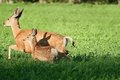 Doe and Fawn in Clover