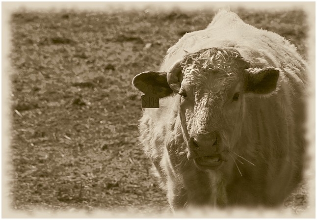 Cow  