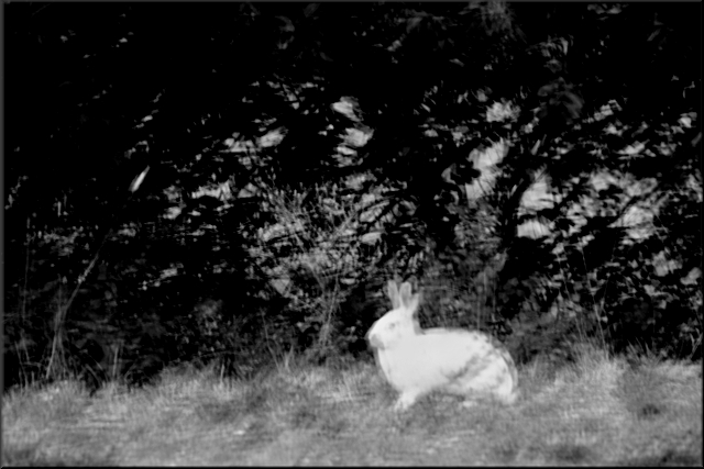 Hop Bunny Hop