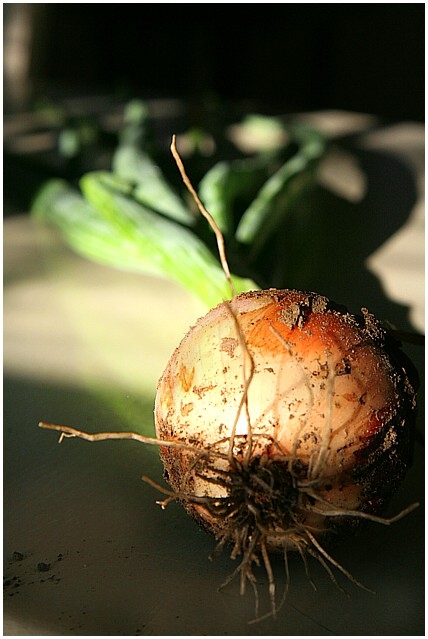 Onion