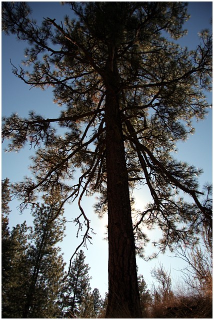Old Pine Tree