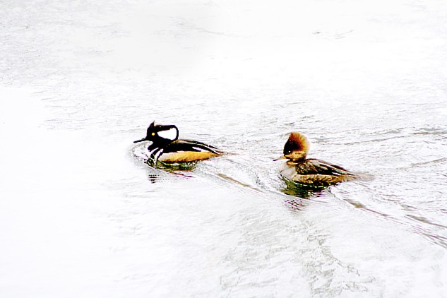 Wild Ducks