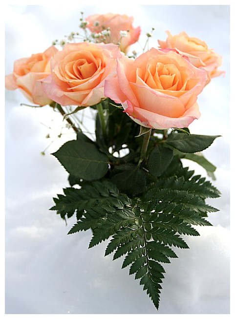 Winter Roses Day 7