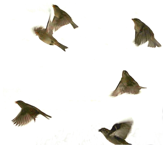 In Flight. Day 18 