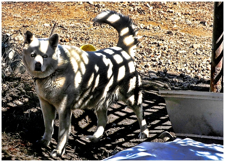 White Dog 