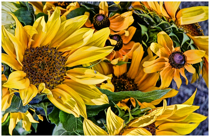 Sunflowers_2