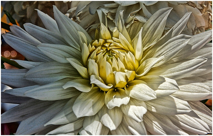 Dalia