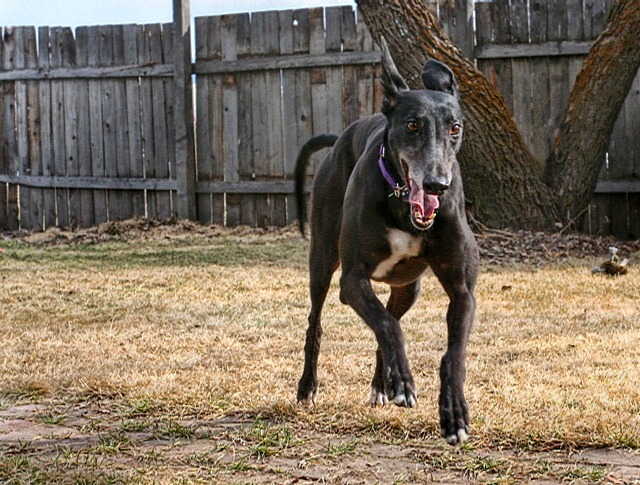 Kona